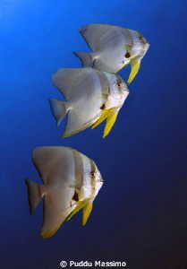 Batfish,nikon d2x 12-24mm by Puddu Massimo 